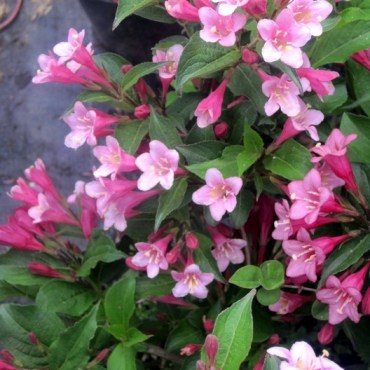 вейгела Eva Rathke